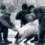 Képeslap - Disznóhajtás